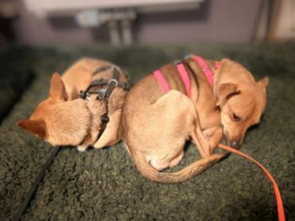 Ivan - aufgeschlossen bei Fremden