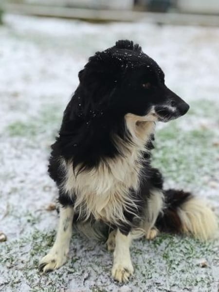 Mizo, möchte so gerne geliebt werden