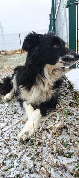 Mizo, möchte so gerne geliebt werden