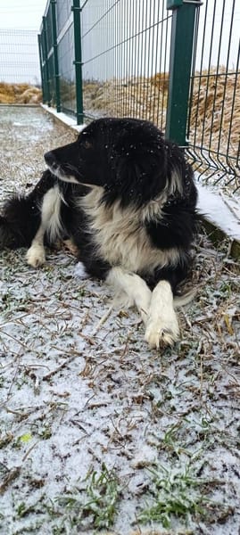 Mizo, möchte so gerne geliebt werden