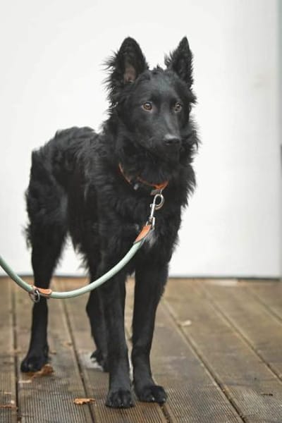 Liebevoller Enzo in 20099 Hamburg