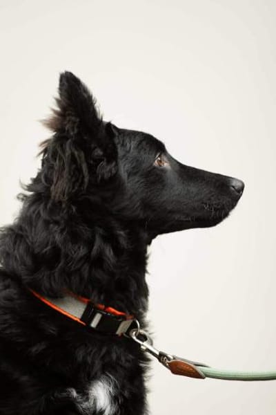 Liebevoller Enzo in 20099 Hamburg