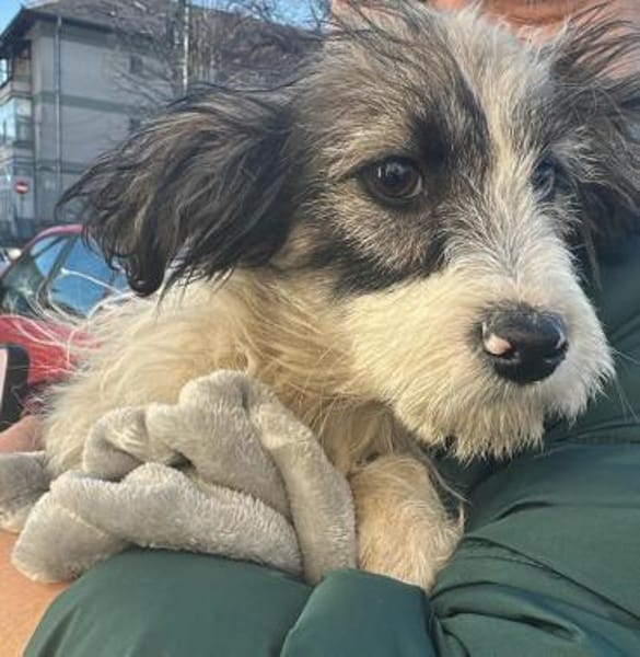 April, zauberhaftes Welpenmädchen