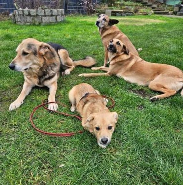 Artchie nun Anton sucht neue Familie