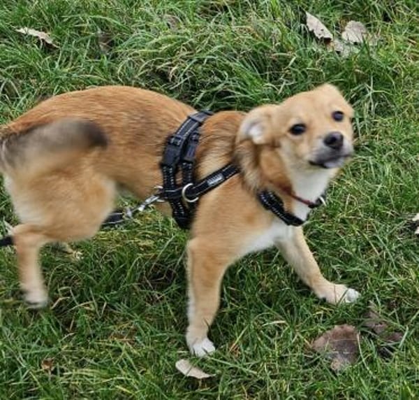 Artchie nun Anton sucht neue Familie