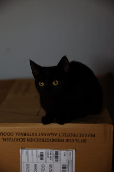 Katzenkind AMAYA sucht ihr Zuhause!