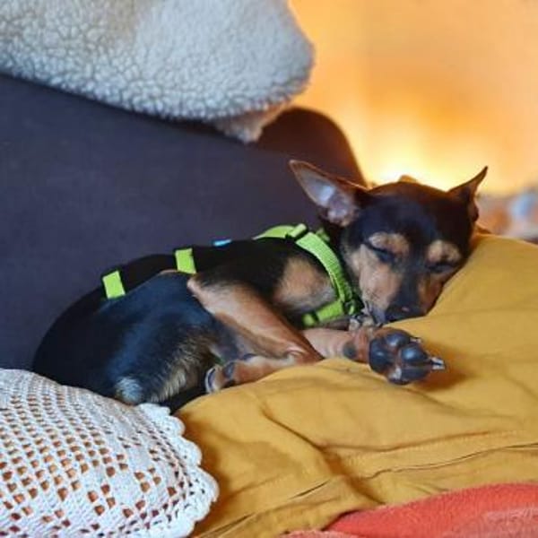 Fiby - souveräner Ersthund