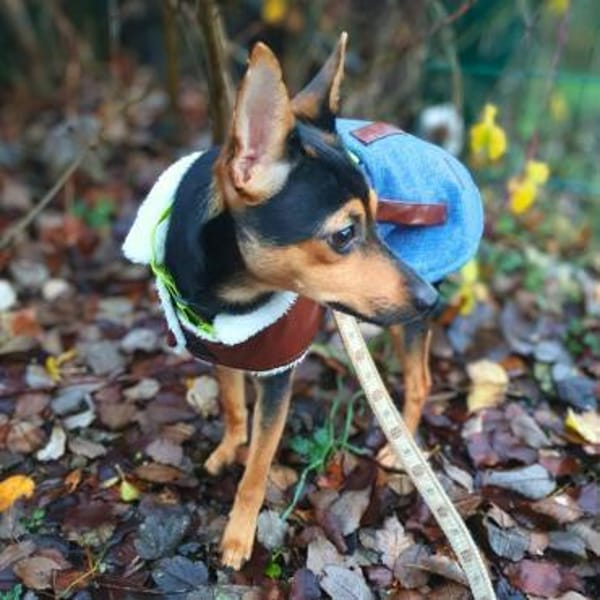 Fiby - souveräner Ersthund