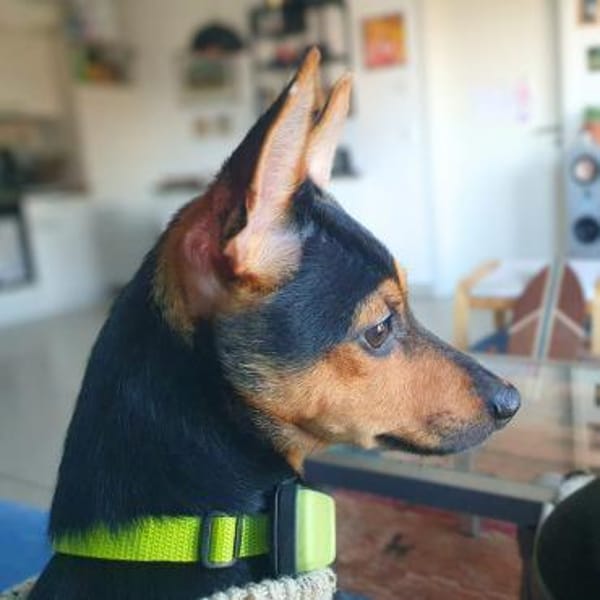 Fiby - souveräner Ersthund