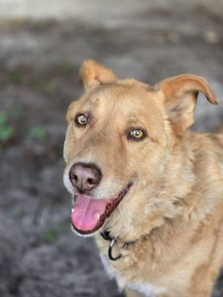 Schmusebär Tobi sucht eine liebe Familie