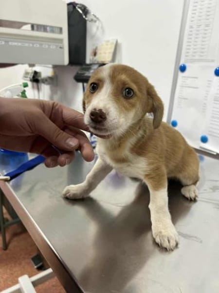 Coffee kleines welpenmädchen 4 mon.