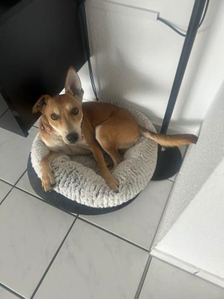 Kenny ist sehr lieb und verspielt !