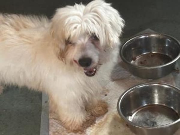 Wer schenkt der lieben Zemi ein Zuhause?