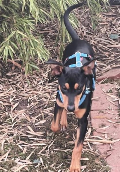 Franky2 sucht ein Zuhause