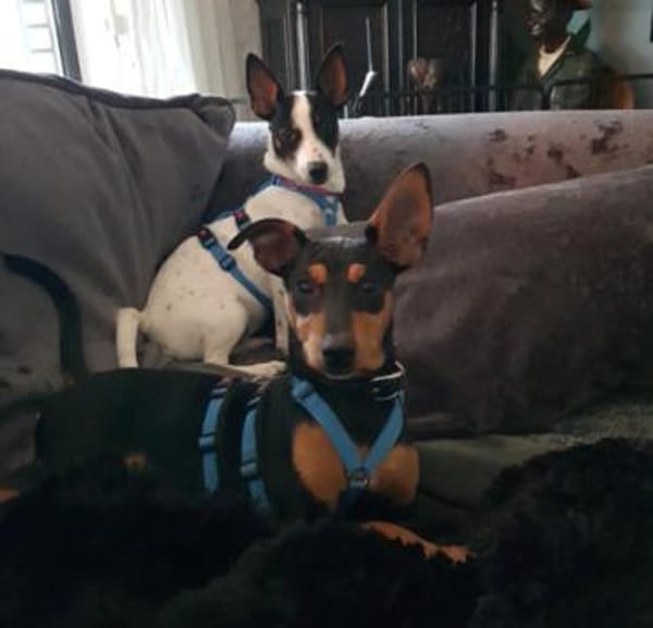 Franky2 sucht ein Zuhause