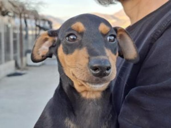 Franky2 sucht ein Zuhause