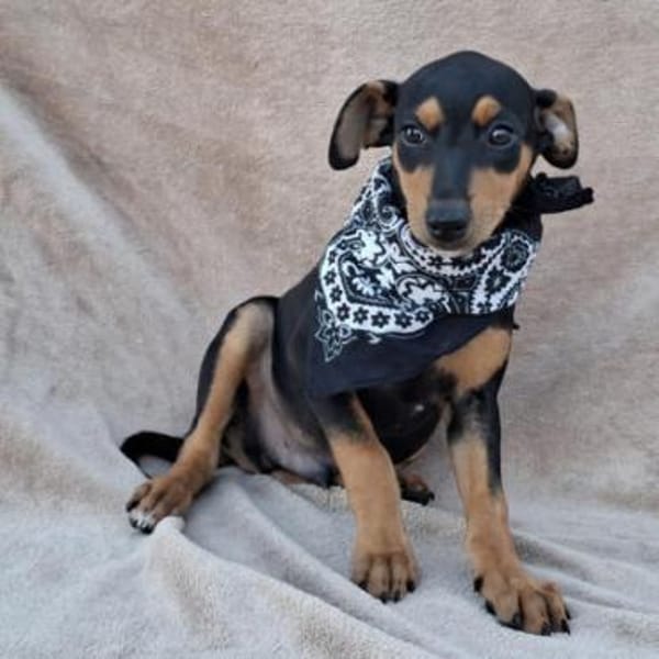 Franky2 sucht ein Zuhause