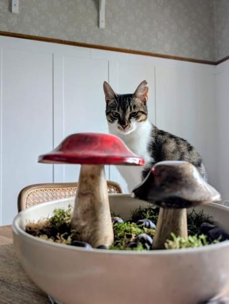 Charly aus dem Tierschutz