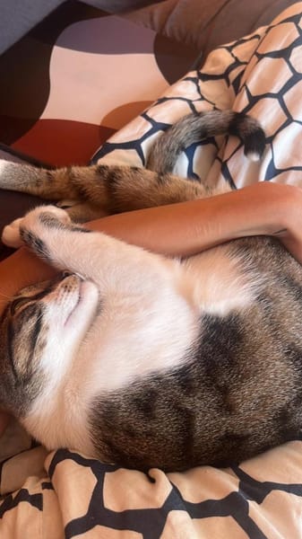 Charly aus dem Tierschutz