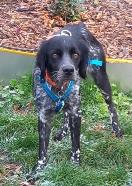 Liebe Bretonhündin Viola  sucht Zuhause