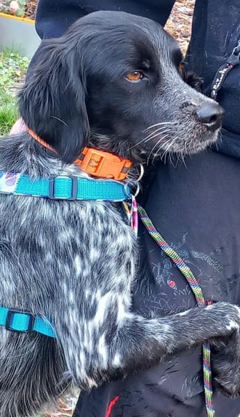 Liebe Bretonhündin Viola  sucht Zuhause