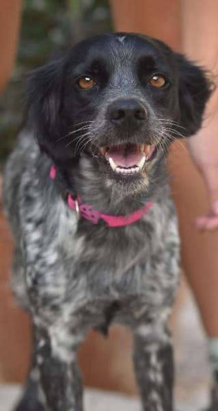 Liebe Bretonhündin Viola  sucht Zuhause