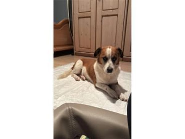 Franco - wartet in 84069 Schierling