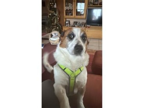 Franco - wartet in 84069 Schierling