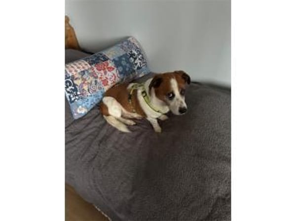 Franco - wartet in 84069 Schierling