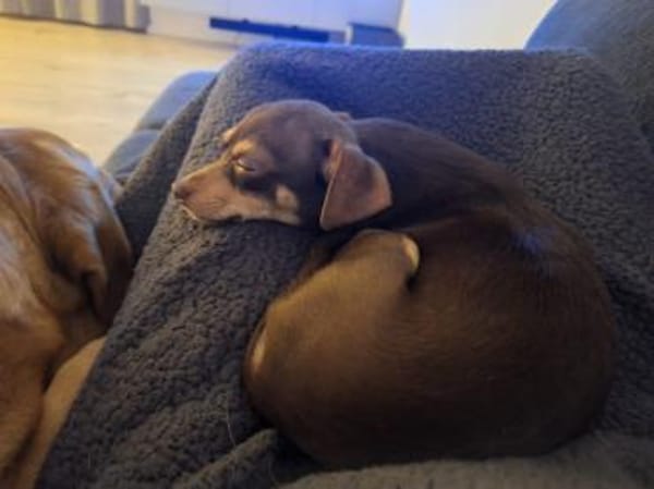 Nolthy süßer 7 Monate alter Chihuahua