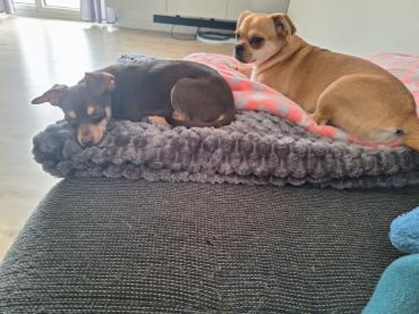 Nolthy süßer 7 Monate alter Chihuahua