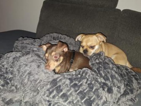 Nolthy süßer 7 Monate alter Chihuahua