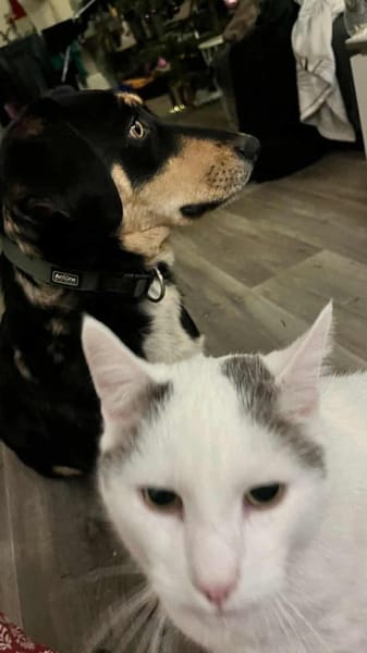 Hundemädchen Juna sucht ihre Familie!