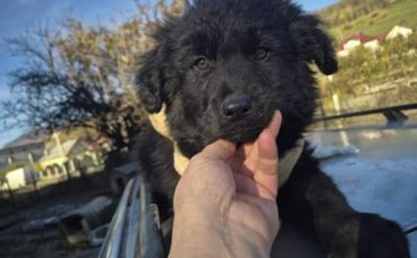 Schwarzes Wollknäuel Shadow sucht dich!