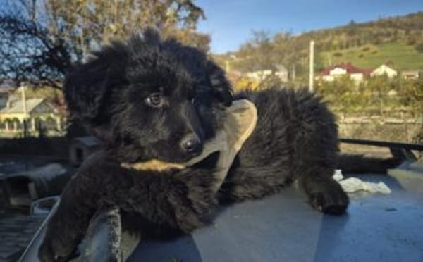 Schwarzes Wollknäuel Shadow sucht dich!