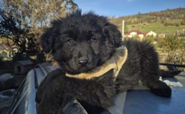 Schwarzes Wollknäuel Shadow sucht dich!