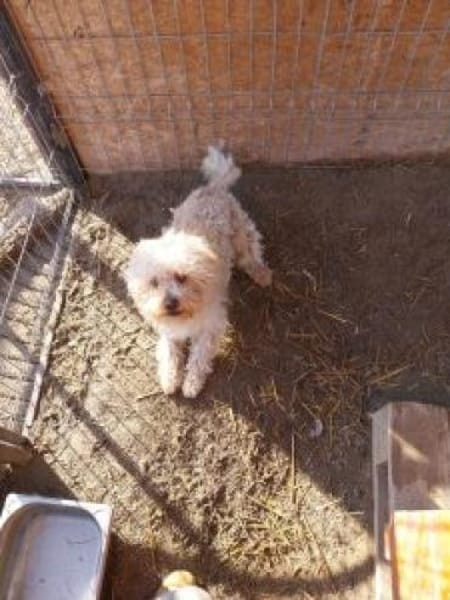 Fluffy 36 cm (Pflegestelle)