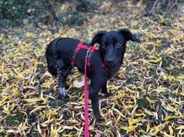 Elli-besondere Hündin sucht ihren Mensch