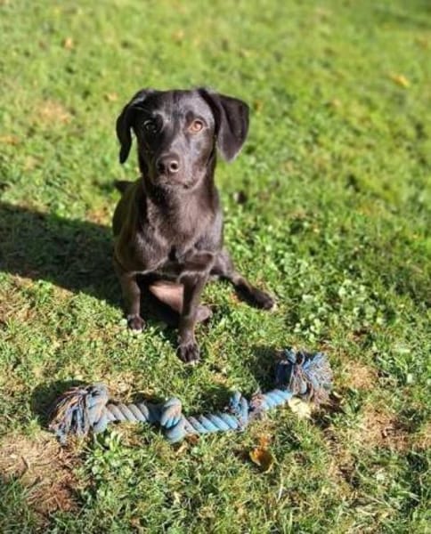 Elli-besondere Hündin sucht ihren Mensch