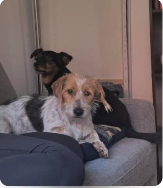 Hope - Kuschlerin sucht ihr Sofa