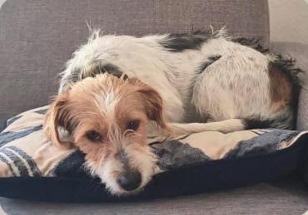 Hope - Kuschlerin sucht ihr Sofa