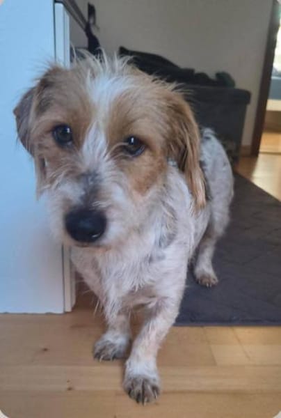 Hope - Kuschlerin sucht ihr Sofa