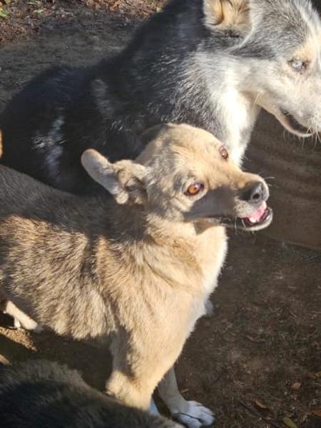 Liebe, freundliche Fibi immer übersehen