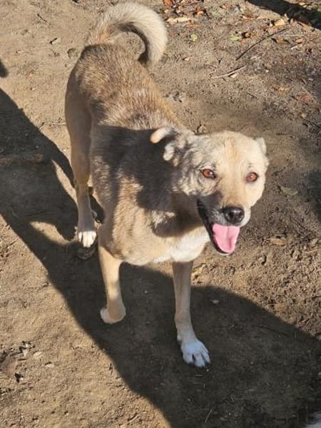 Liebe, freundliche Fibi immer übersehen