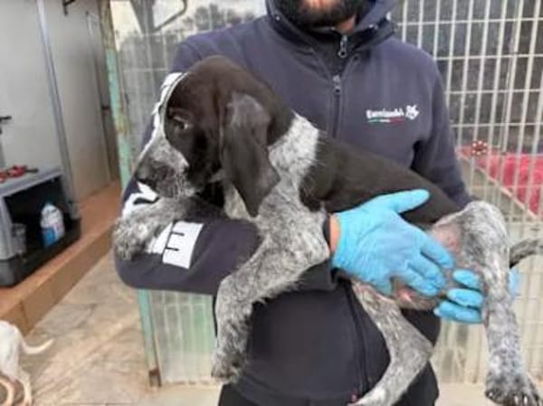 BIG - ab Februar auf PS in Dortmund