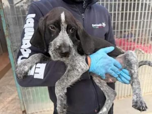 BIG - ab Februar auf PS in Dortmund