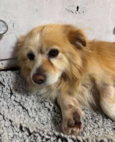 Legolas, kleiner Herzensbrecher