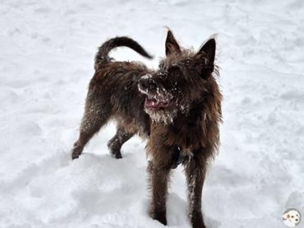 Bruno sucht sportliche ruhige Menschen