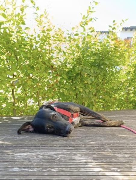 Aktive Pina wartet in 52385 Nideggen