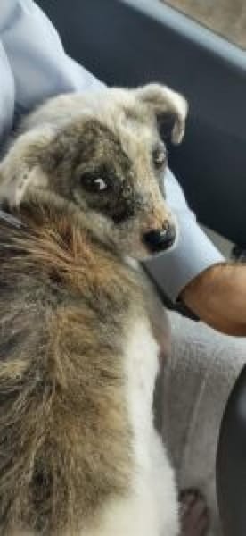 Sandy 36 cm (Pflegestelle)